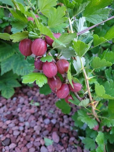 a bunch of red grapes hanging from a tree at PARADISE VILLA VISTA LAGO DI COMO A MENAGGIO in Menaggio