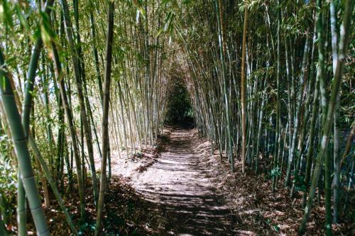 un túnel de bambú en un bosque de bambú en The Bamboos - private heated swimming pool, en Lagnes
