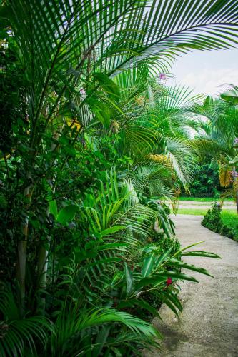 a group of palm trees and other plants at Arenal Descanso in Fortuna