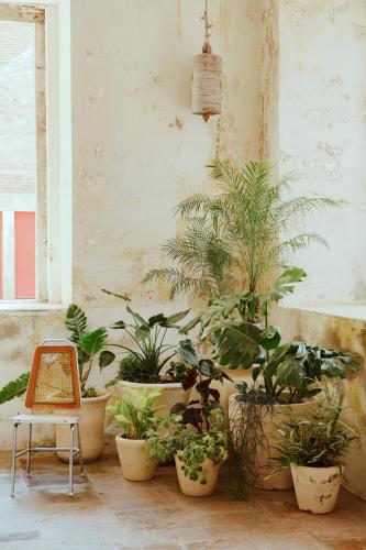 a room with a bunch of potted plants and a chair at Hotel Hércules in Querétaro