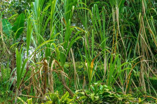 a group of tall plants in a field at Cabaña en la montaña in Venecia