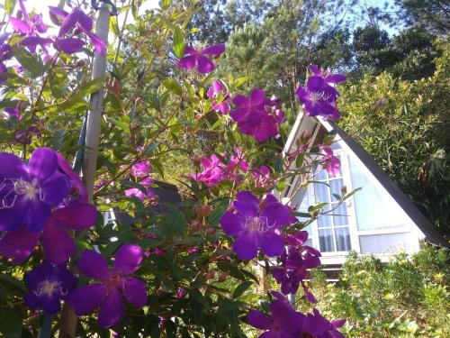 Un mazzo di fiori viola davanti a una casa di Tuyết Hoa Hòn Bồ Homestay a Da Lat