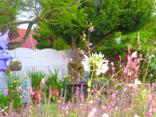 un giardino con fiori rosa e un albero di Whistlewood Guesthouse Walmer, Port Eizabeth a Port Elizabeth