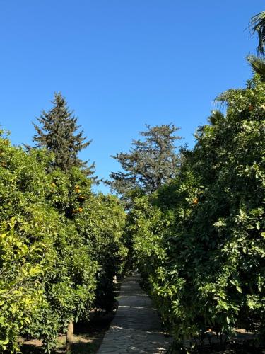 an apple orchard with orange trees and a pathway at Hotel Yavuz Bungalow in Cıralı