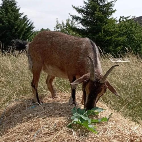 eine Antilope, die Gras auf einem Feld isst in der Unterkunft Dôme Cocon des Cabris in Bérig-Vintrange