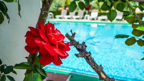 a red flower on a branch next to a swimming pool at Catty Cats Garden Hotel in Side