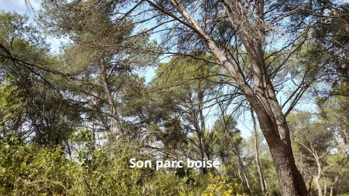 Une forêt d'arbres avec les mots 