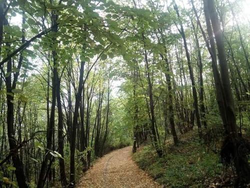 a dirt road in a forest with trees at Vila Gorocvet in Sremska Kamenica