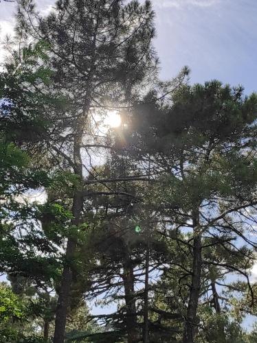a group of trees with the sun shining through them at Suite et Spa Les Abatilles in Arcachon
