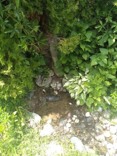 een kleine stroom water in een tuin met planten bij Apartman Marković in Ivanjica