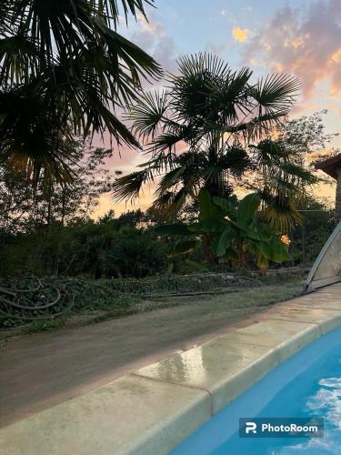 a view of a palm tree from a swimming pool at La Bastide in Armous-et-Cau