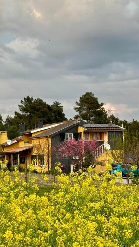 a house in the middle of a field of yellow flowers at Casa da Oliveira in Pegarinhos