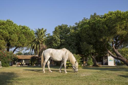 a white horse grazing in a field with trees at Hotel Mas Des Barres in Saintes-Maries-de-la-Mer