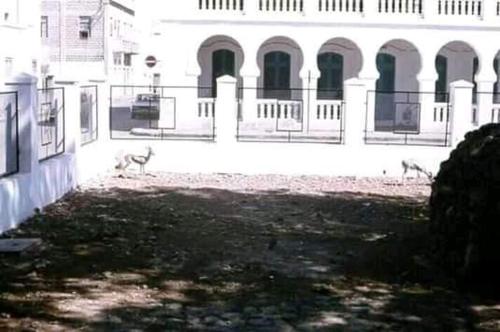 two cats walking in front of a white building at IDMAN RESIDENCE in Ambouli