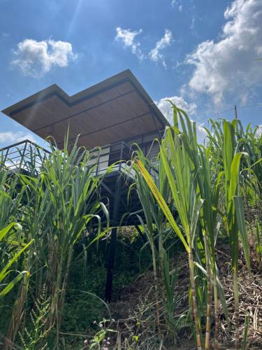 a house in the middle of a field of corn at Romantic Glamping for 2 in the Mountain Access with 4x4 or motorbike only in Villeta