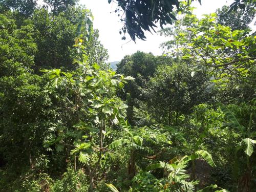 un bosque lleno de frondosos árboles verdes en Mountain View Home stay, en Mirigama