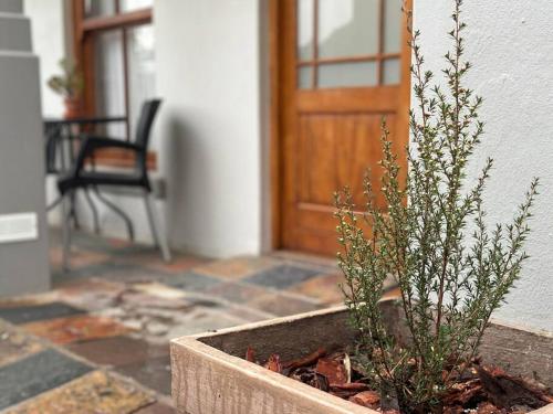 a plant in a planter in front of a door at Piekfijn Robertson in Robertson