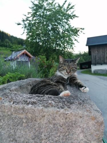 a cat laying on top of a rock at Ferienwohnung Fürstauhof in Fürstau