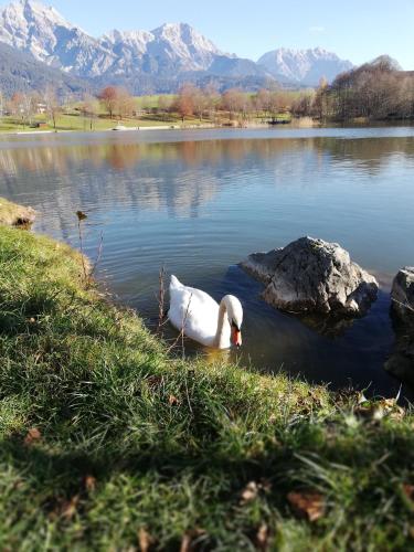 a swan swimming in a lake with mountains in the background at Ferienwohnung Fürstauhof in Fürstau