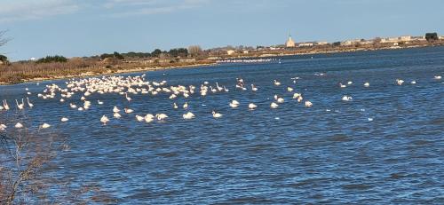 un troupeau d’oiseaux blancs nageant dans l’eau dans l'établissement Le Flamand Rose à 300 de la plage - 400m du centre ville, au Grau-du-Roi