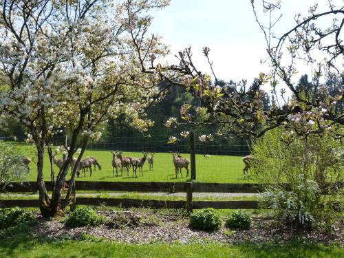 a group of animals standing in a field at Giglerhof in Bad Birnbach