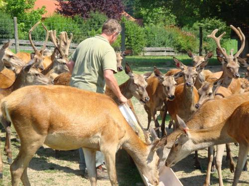 a man standing in front of a herd of deer at Giglerhof in Bad Birnbach
