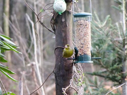 a bird sitting on a bird feeder on a tree at Bungalowpark Bij de Bronnen in Nutter