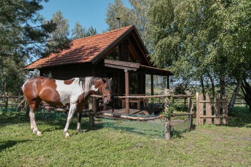 un caballo blanco y marrón parado junto a un edificio en Ранчо Скарбова Гора, en Selisko
