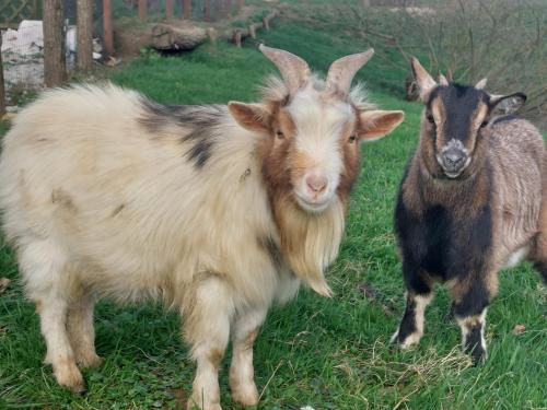 two goats standing in the grass in a field at Gite les Caravottes 4 Etoiles avec Jacuzzi - JURA in Courlaoux
