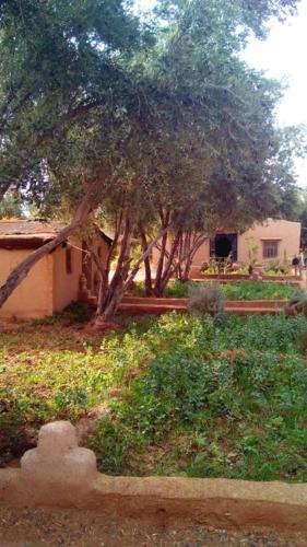 une maison avec un arbre et une tombe dans l'établissement Marhaban, à Ouarzazate