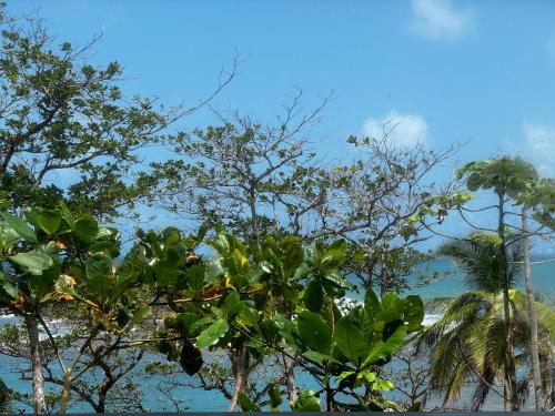 a view of a beach with trees and the ocean at Ciel y Miel in Colón