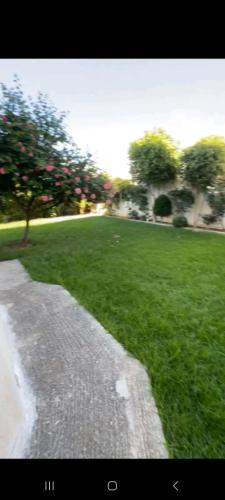 pole trawy z chodnikiem i drzewem w obiekcie Chambres Maya w mieście Ksar es-Seghir