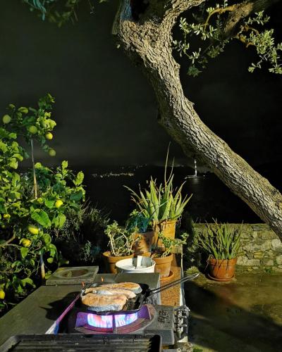 a group of potted plants on a table under a tree at B&B La Palafitta in Portovenere
