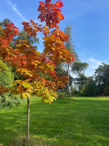 a tree with red and yellow leaves in a field at Courtyard Cottages at Ballyscullion Park in Derry Londonderry