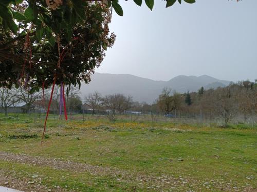 a field of grass with a tree in the foreground at Erymanthos country home in Kalavrita