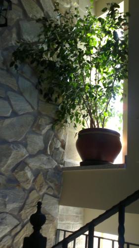 a plant in a pot sitting on a window sill at Vía Caparra Superior in Oliva de Plasencia