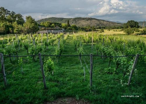 a vineyard with rows of plants in a field at Auto camp Matica in Podgorica