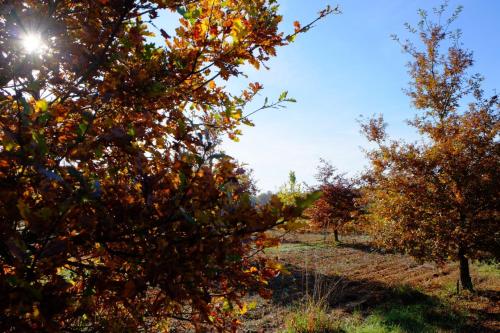 Photo de la galerie de l'établissement La Truffière des Mérigots, à Gabillou