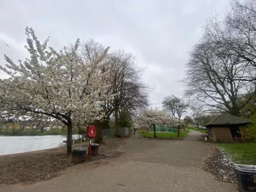 a tree with white flowers on it next to a body of water at Single Room in Erdington B23 in Birmingham