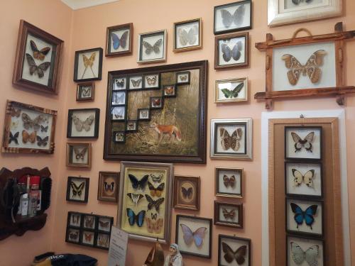 a wall full of pictures of butterflies at Noclegi Sylana in Kobyłka