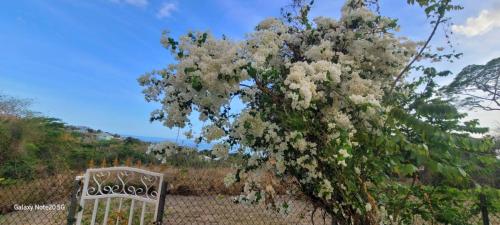 a white bench sitting next to a tree with flowers at Faith's Villa Tobago in Diamond