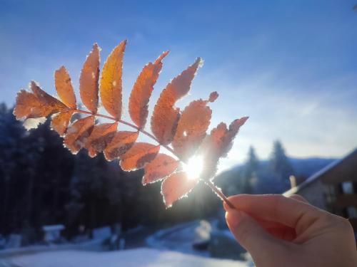 a person holding a leaf in front of the sun at Nature Living Koralm - Neue Chalets auf der Koralpe im Schi- und Wanderparadies in Sankt Stefan im Lavanttal