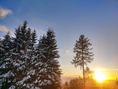 a group of pine trees with the sun in the background at Nature Living Koralm - Neue Chalets auf der Koralpe im Schi- und Wanderparadies in Sankt Stefan im Lavanttal