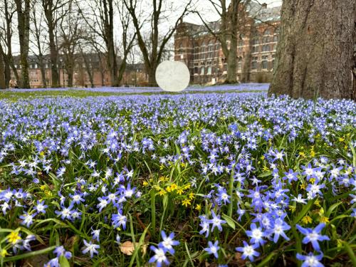 a field of blue flowers in front of a tree at The Embassy in Lund