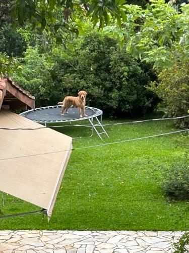 um cão parado em cima de um trampolim em Linda chacara em Itatiba