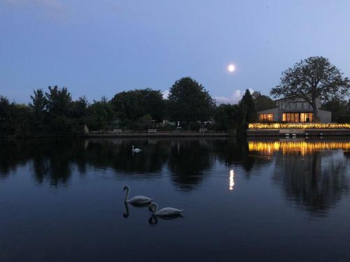 two swans swimming in the water in front of a house at Serene spacious room (double) in gorgeous bungalow on river near Thorpe park and Holloway University Egham in Staines upon Thames