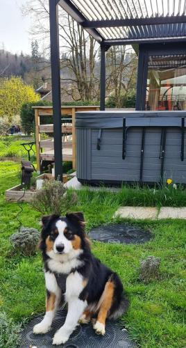 a dog sitting on the grass in a yard at Gîte 4 étoiles La Belle Eau Calme in Futeau