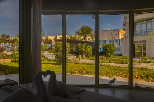 osoba leżąca w łóżku i patrząca przez okno na kota w obiekcie Scandic resort w mieście Hurghada