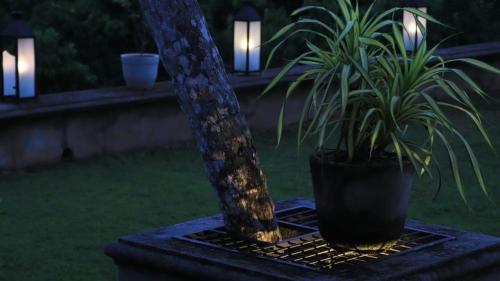 two plants in a pot next to a tree at night at Dunest Villa in Bentota