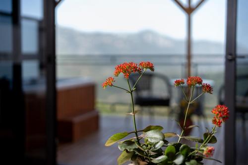 a plant with red flowers in front of a window at La Veranda Villas in Kumluca